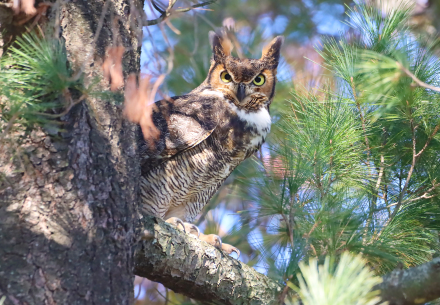 Great Horned Owl in tree